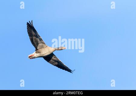 Le oche Greylag sono allevatori macinati (foto Greylag Goose (Anser anser) in volo), Greylag Goose nidificano a terra (Greylag o Graylag Goose) (foto Foto Stock