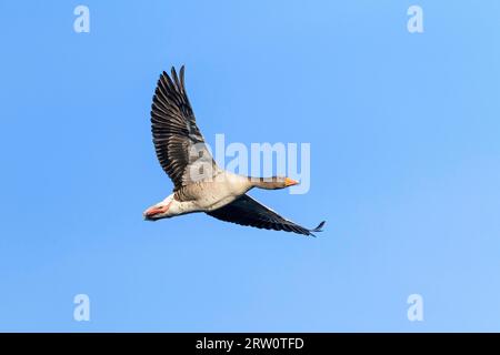 Greylag Goose (Anser anser), le uova sono di colore bianco cremoso (uccello adulto Greylag Goose in volo) (foto uccello adulto Greylag Goose in volo) Foto Stock