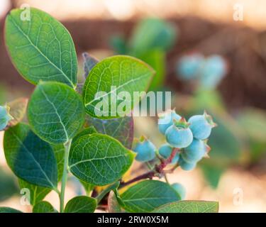 Mirtilli e foglie verdi blu acerbi che crescono in un giardino costiero australiano Foto Stock