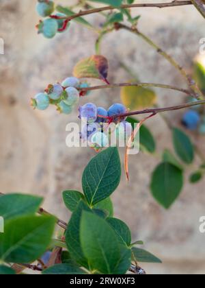 Mirtilli che crescono in un giardino costiero australiano, alcuni viola e quasi maturi e pronti per la raccolta, un po' di verde blu e ancora in maturazione Foto Stock