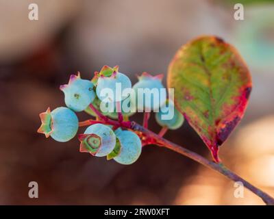 Un mazzo di mirtilli e una foglia che cresce in un giardino costiero australiano Foto Stock