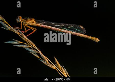 Una piccola damigella che poggia su una lama d'erba, una piccola coda di rondine in silenzio Foto Stock