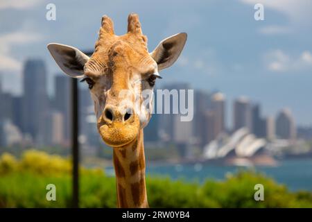 Le giraffe al Taronga Zoo si affacciano sul porto e sullo skyline di Sydney in una chiara estate#39, il giorno di Sydney, Australia Foto Stock