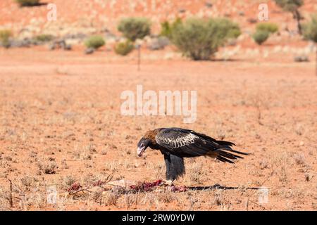 Un australiano cuneo-tail Eagle feed su un canguro morto nei pressi di Uluru nel Territorio del Nord, l'Australia Foto Stock