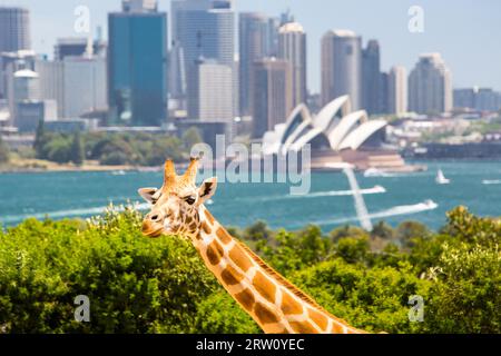 Le giraffe al Taronga Zoo si affacciano sul porto e sullo skyline di Sydney in una chiara estate#39, il giorno di Sydney, Australia Foto Stock