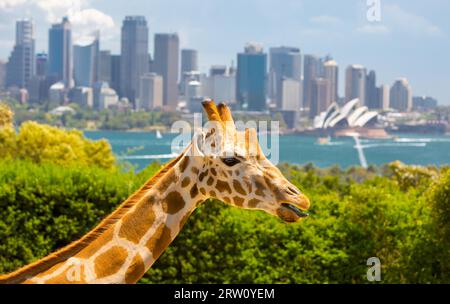 Le giraffe al Taronga Zoo si affacciano sul porto e sullo skyline di Sydney in una chiara estate#39, il giorno di Sydney, Australia Foto Stock