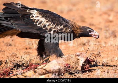 Un australiano cuneo-tail Eagle feed su un canguro morto nei pressi di Uluru nel Territorio del Nord, l'Australia Foto Stock