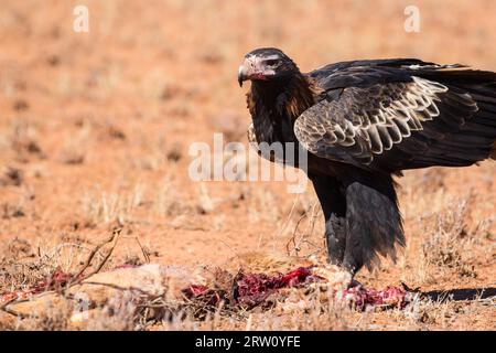 Un australiano cuneo-tail Eagle feed su un canguro morto nei pressi di Uluru nel Territorio del Nord, l'Australia Foto Stock