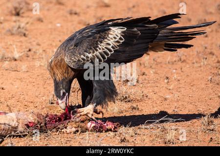 Un australiano cuneo-tail Eagle feed su un canguro morto nei pressi di Uluru nel Territorio del Nord, l'Australia Foto Stock