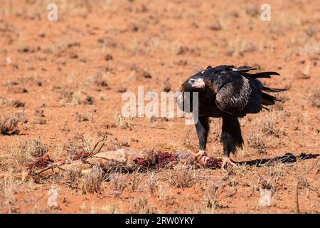 Un australiano cuneo-tail Eagle feed su un canguro morto nei pressi di Uluru nel Territorio del Nord, l'Australia Foto Stock