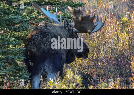 Vista posteriore di un impressionante alci maschio nel tardo pomeriggio di luce nel Parco Nazionale di Denali, Alaska Foto Stock