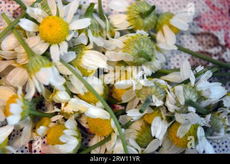 Appena raccolti, schiacciati nelle mani di veri fiori di strada, piccola camomilla medicinale bianca, infiorescenze di camomilla situate sul tavolo. Foto Stock