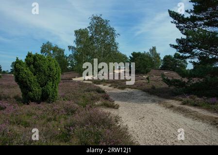 erica fiorita, sentiero escursionistico e alberi nel Nemitzer Heide vicino a Trebel, comune di Luechow, distretto di Luechow-Dannenberg, bassa Sassonia Foto Stock