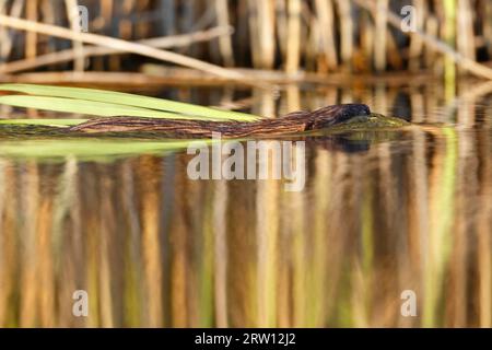 Ratto muschiato (Ondatra zibethicus), che trasporta cibo, animali da nuoto, Naturpark Flusslandschaft Peenetal, Meclemburgo-Pomerania occidentale, Germania Foto Stock