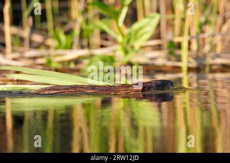 Ratto muschiato (Ondatra zibethicus), che trasporta cibo, animali da nuoto, Naturpark Flusslandschaft Peenetal, Meclemburgo-Pomerania occidentale, Germania Foto Stock