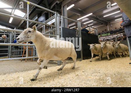Melton Mowbray, Leicestershire, Regno Unito. 15 settembre 2023. Il censimento del governo del Leicestershire mostra che ci sono oltre quindici milioni di pecore da riproduzione nel Regno Unito Picture Credit: Tim Scrivener/Alamy Live News Foto Stock