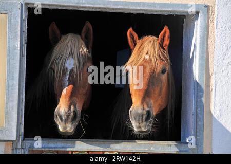 Cavalli (Equus ferus caballus) che guardano fuori dagli schemi, Pasqua, Fuessen, Germania Foto Stock