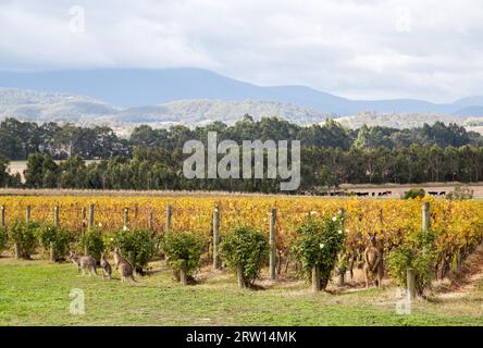 Yountville, Australia, 22 aprile 2015: Kangoroos nel vigneto di Domaine Chandon vicino a Melbourne Foto Stock