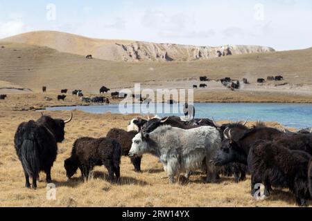 Una mandria di yak al pascolo presso il lago Tulpar vicino a Sary-Mogul nel Kirghizistan meridionale Foto Stock