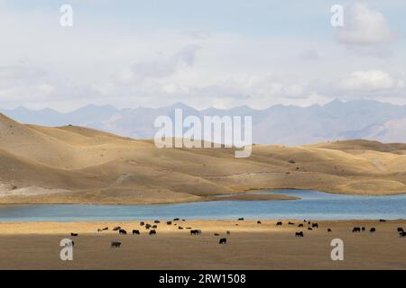 Una mandria di yak al pascolo presso il lago Tulpar vicino a Sary-Mogul nel Kirghizistan meridionale Foto Stock