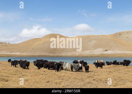 Una mandria di yak al pascolo presso il lago Tulpar vicino a Sary-Mogul nel Kirghizistan meridionale Foto Stock