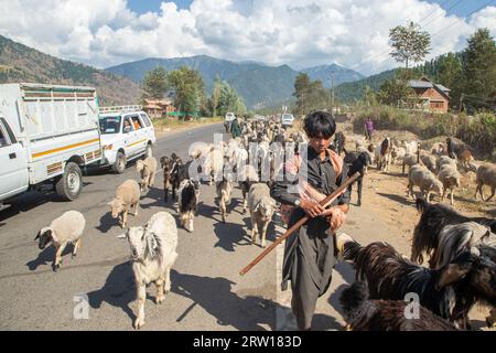 Anantnag, India. 15 settembre 2023. Un ragazzo nomade del Kashmir cammina con il proprio bestiame mentre si dirige verso le pianure più calde prima dell'inverno, nell'area di Kokernag a circa 100 km da Srinagar. Bestiame ogni anno migliaia di famiglie nomadi Bakerwal e Gujjar viaggiano nei prati ad alta quota del Kashmir e vi soggiornano per i mesi estivi per pascolare il bestiame. Tornano nelle pianure più calde prima dell'inverno di ottobre. Credito: SOPA Images Limited/Alamy Live News Foto Stock