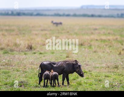 Cinghiale o warthog dalla savana a masaimara, Kenya Foto Stock