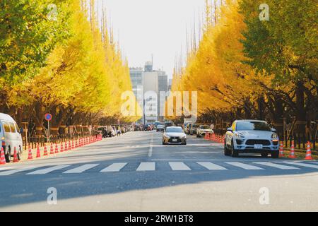 Belle strade e alberi in autunno, le foglie stanno passando dal verde al giallo, Giappone Foto Stock