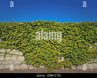 Consistenza di un muro che cresce con viti selvatiche. Ravvicinare il fogliame verde su una muratura di pietra su sfondo blu cielo Foto Stock