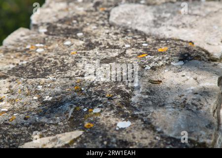 arancia, adagiata su un muro di pietra, gode della vista Foto Stock
