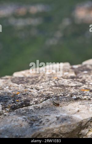 arancia, adagiata su un muro di pietra, gode della vista Foto Stock