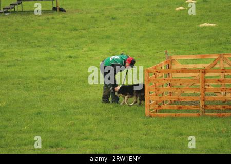 Oliver Watson e il cane Gary lavorano insieme al World Sheepdog Trials Young Handlers Competition Foto Stock