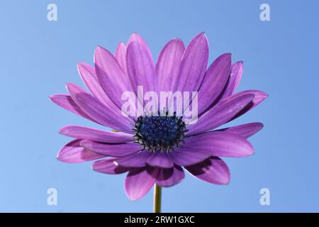 primo piano su un fiore a margherita viola con sfondo blu Foto Stock