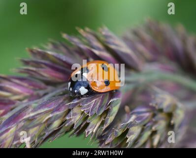 coccinella septempunctata con coccinella sgusciata su una paglia d'erba Foto Stock