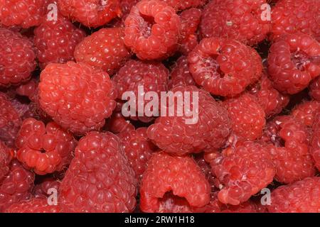 Primo piano sui lamponi rossi freschi Rubus idaeus Foto Stock