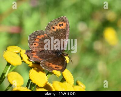 La farfalla marrone Arran Erebia ligea seduta su un fiore giallo Foto Stock