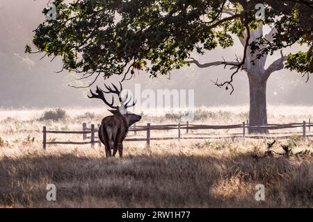 Silhouette semi di robusto cervo maschile che si guarda intorno per un compagno nella stagione di punta Foto Stock