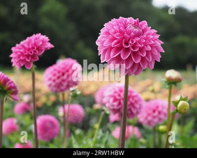 Un campo di dahlias rosa in estate Foto Stock