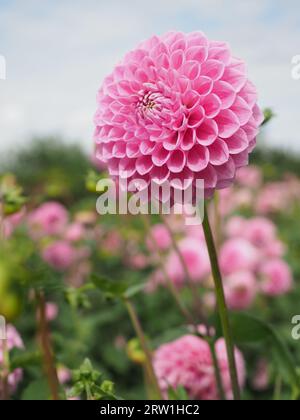 Pompom rosa dahlia in un campo di dahlia Foto Stock