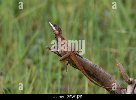 Un Drago d'acqua si getta su un ramo morto. Foto Stock