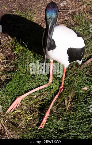 Il Jabiru o cicogna dal collo nero è un uccello d'acqua bianco e nero alto 1,3 m e ha un'apertura alare di circa 2 m. Foto Stock