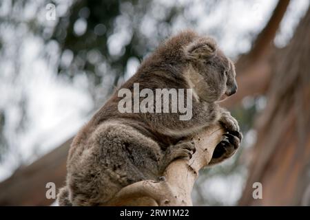 questa è una vista laterale di un koala Foto Stock