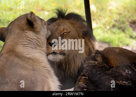 Essendo più piccoli e leggeri dei maschi, le leonesse sono più agili e veloci. Durante la caccia, le femmine più piccole inseguono la preda verso il centro della monaca Foto Stock