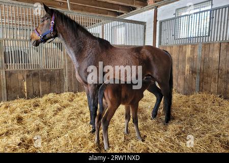 11.03.2023, Germania, bassa Sassonia, Suderburg - Foal (1 giorno) beve con la madre nella scatola. 00S230311D227CAROEX.JPG [VERSIONE MODELLO: NON APPLI Foto Stock