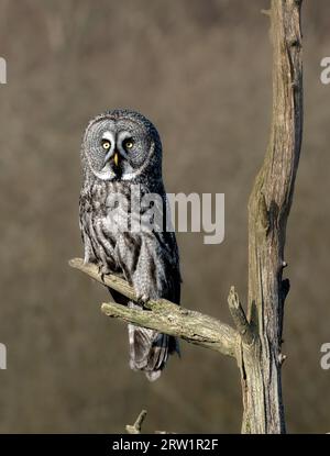 grande gufo grigio su una diramazione Foto Stock