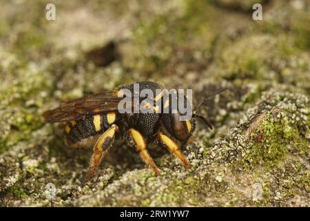 Primo piano dettagliato su un'ape di resina gialla europea, Anthidiellum strigatum seduta a terra Foto Stock