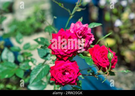 bellissime rose nobili in un cortile di una tenuta francese Foto Stock