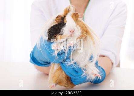 Porcellino d'India peruviano peloso in grande clinica veterinaria, primo piano Foto Stock