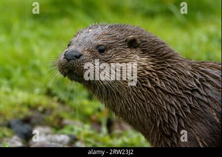 Lontra eurasiatica (Lutra lutra) Immatura con aspetto di pelliccia bagnata. Foto Stock