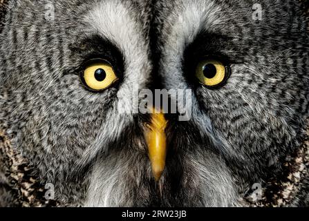 grande gufo grigio su una diramazione Foto Stock